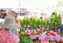 Celebran 3ra edición del Festival de las Flores en Amealco