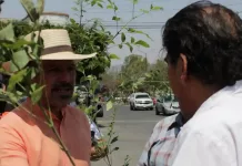 Entrega Pepe Gaytán 800 árboles en Tequisquiapan