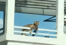 Leona encontrada en vivienda, será trasladada a un zoológico