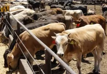 Fueron detenidos al ser sorprendidos vendiendo ganado con documentos apócrifos