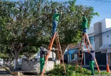 Roberto Cabrera supervisa trabajos de poda en avenida Gandhi