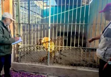 Ordena Profepa medidas de urgente aplicación a Zoológico Wameru, de Querétaro