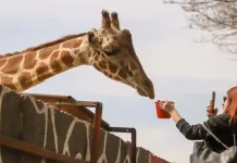 Proyectan reapertura del zoológico Wamerú para el 21 de marzo