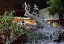 Colapsan árboles tras fuertes vientos en San Juan del Río