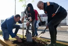 En cuatro años, se han realizado reforestaciones con más de 48 mil árboles plantados: Roberto Cabrera