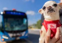 Anuncia Gobernador Sistema Qrobús Pet Friendly