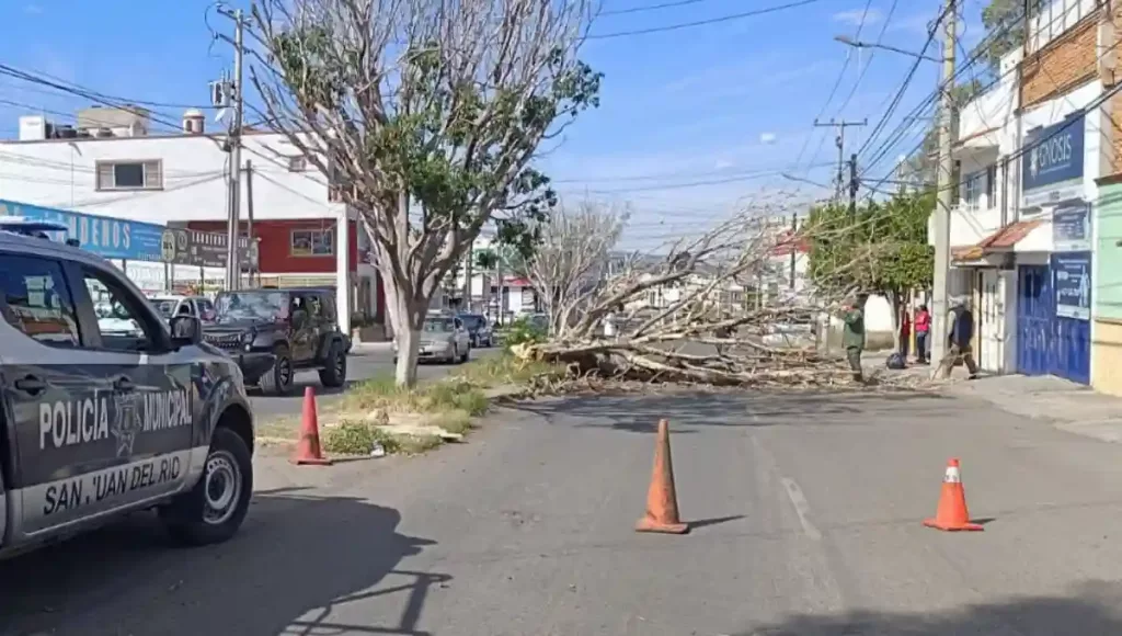 Fue por el fuerte viento que el árbol se desprendió y cayó esto sobre Av. Mercedes Camacho.