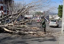 Árbol cae y golpea a vehículo en circulación