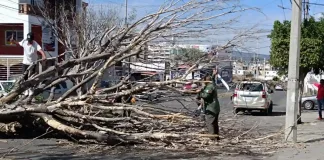 Árbol cae y golpea a vehículo en circulación