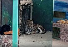 Aseguran armas, cartuchos y fauna durante cateos en Santa Rosa Jáuregui