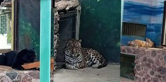 Aseguran armas, cartuchos y fauna durante cateos en Santa Rosa Jáuregui