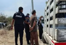 Detienen a persona en San Juan del Río por maltrato animal; rescatan a más de 30 perros