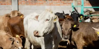 Autoridades municipales, estatales y ganaderas implementan programa de identificación de ganado