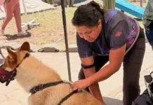 Exitoso programa de esterilización masiva gratuita beneficia a 150 mascotas en SJR