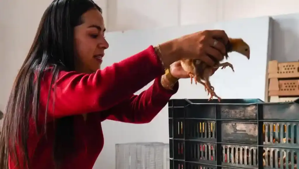 Fortalece Gobierno Municipal la economía familiar y el campo con la sexta entrega de pollitas ponedoras y agroquímicos.