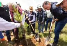 Participa Querétaro en Jornada Nacional de Reforestación que busca restaurar los ecosistemas