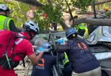 Tragedia en la Alameda de Querétaro: Colapso de árbol deja una persona fallecida