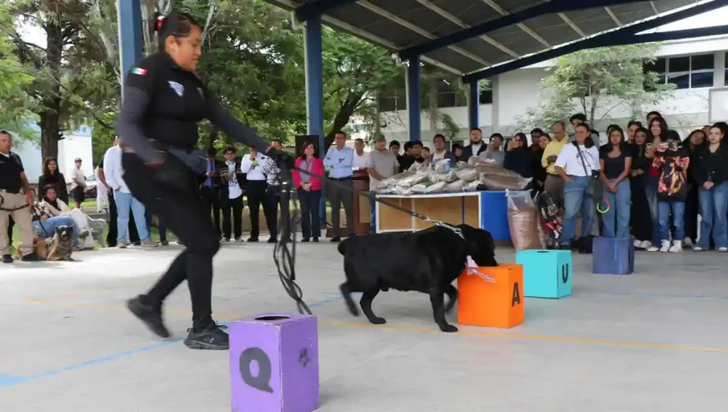 Con el respaldo de la comunidad estudiantil en aquel municipio, distintas agrupaciones y refugios de mascotas recibieron alimento para las mascotas a su cuidado.