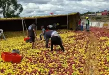 CAOS EN LA 57: Volcadura de tráiler frutero paraliza la México-Querétaro en Palmillas; reportan actos de rapiña.