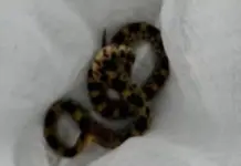 Rescatan ejemplar de fauna silvestre en El Órganal