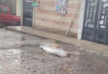 Colapsa cable eléctrico por lluvias; reportan tres perritos fallecidos